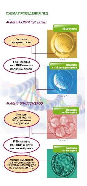Преимплантационная генетическая диагностика в Барнауле Преимплантационная генетическая диагностика
